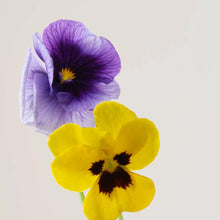 Load image into Gallery viewer, PAYOT LISSE LIP AND EYE CARE