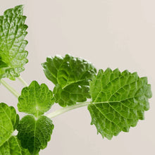 Load image into Gallery viewer, PÂTE GRISE ANTI-BLEMISH FACE SERUM