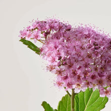 Load image into Gallery viewer, PÂTE GRISE ANTI-BLEMISH CREAM