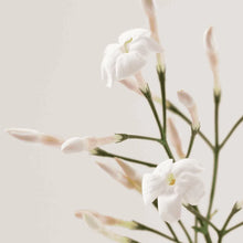 Load image into Gallery viewer, N°2 NUAGE