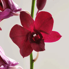 Load image into Gallery viewer, SUPRÊME JEUNESSE HAND CREAM