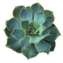 Load image into Gallery viewer, LIQUID MINERAL FOUNDATION: SUNTAN (Pink/Cool Undertones)